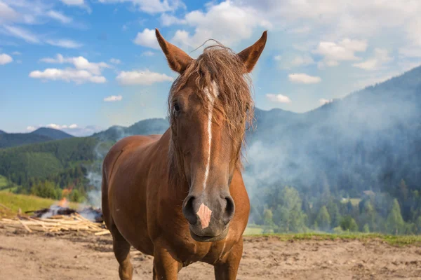 Atlar, yüksek-arazi Karpat mera çimlere beslenirler — Stok fotoğraf