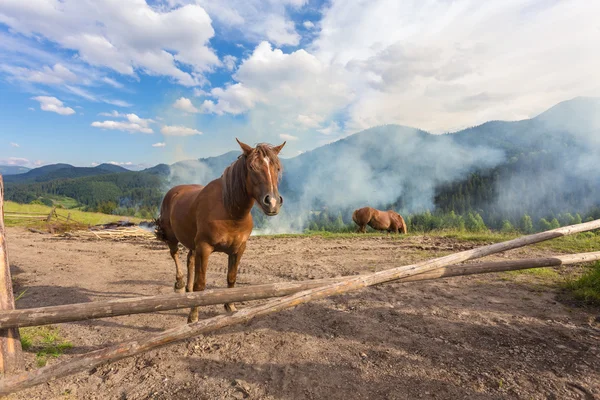 Horses, feeding on grass at high-land Carpathian pasture