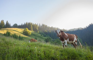 Yeşil dağlar ve inekler çayırda