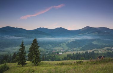 çam ağaçları siste kozalaklı ormanla yamaçlar arasında çayır üzerinde