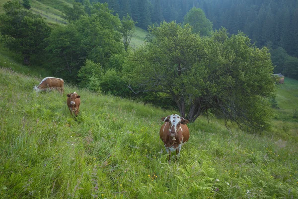 Зелений луг в горах і коровах — стокове фото