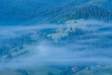 Sis çam ağacı orman üzerinde