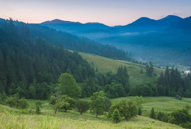 çam ağaçları siste kozalaklı ormanla yamaçlar arasında çayır üzerinde