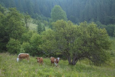 Yeşil dağlar ve inekler çayırda
