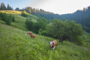 Yeşil dağlar ve inekler çayırda