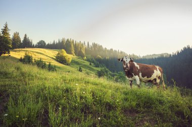 Yeşil dağlar ve inekler çayırda