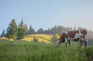Yeşil dağlar ve inekler çayırda