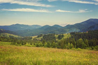 Görkemli yalnız kayın ağacı güneşli ışınlar, dağ Vadisi ile bir tepenin yamacında.