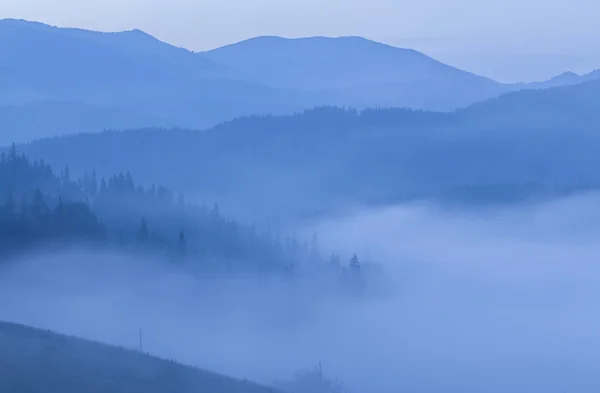 Туман над сосновым лесом — стоковое фото