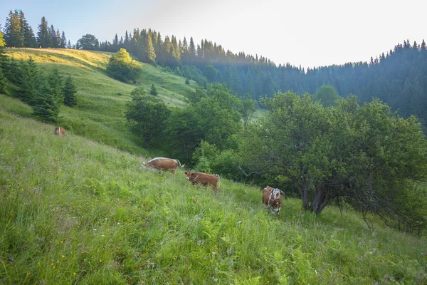 Prado verde em montanhas e vacas — Fotografia de Stock