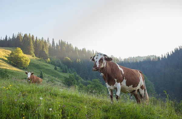 Prado verde em montanhas e vacas — Fotografia de Stock