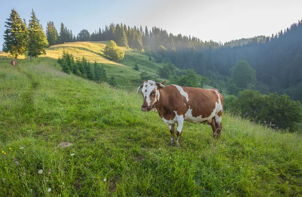 Zelená louka v horách a krávy — Stock fotografie