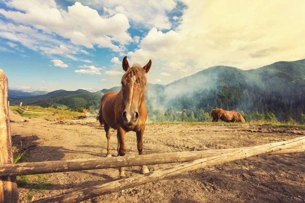 Cavalos em um pasto — Fotografia de Stock