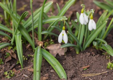 İlkbahar kardelen çiçekleri açıyor
