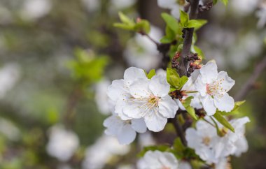 Malus pumila elma-küçük Dof ağacında