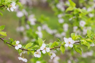 Malus pumila elma-küçük Dof ağacında