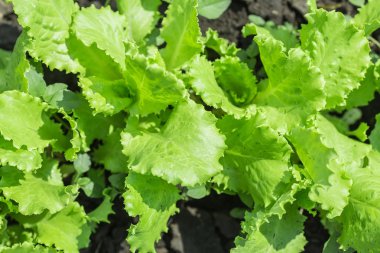 Salata yaprakları yeşil meşe ile