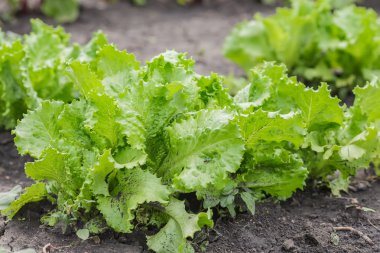 Salata yaprakları yeşil meşe ile