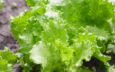 Salata yaprakları yeşil meşe ile