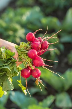 bir tabak içinde turp