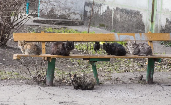 Rua sem-teto com fome gato encontrar — Fotografia de Stock