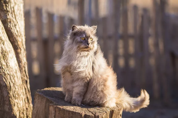 Pluizig Perzische kat. — Stockfoto