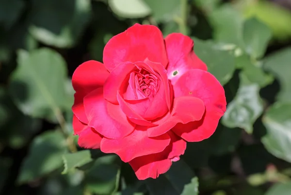 Red rose as a natural