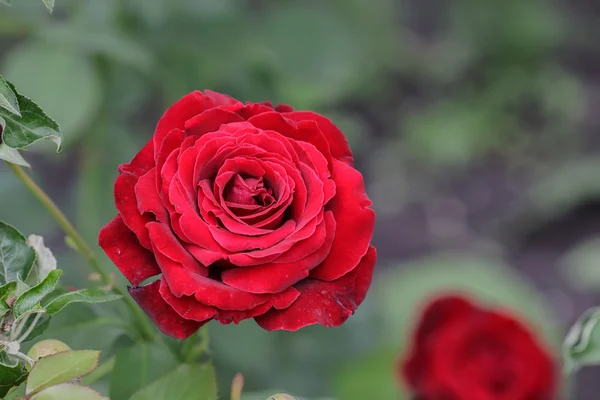 Red rose as a natural — Stock Photo, Image