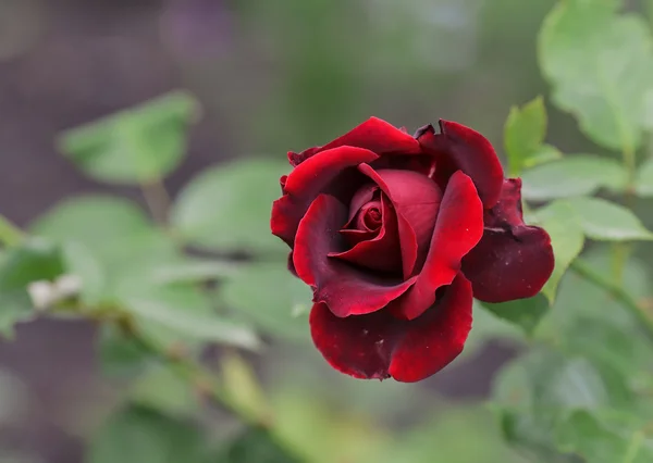 Red rose as a natural — Stock Photo, Image