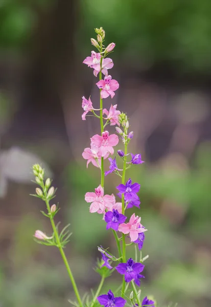 Natural herbal background. — Stock Photo, Image