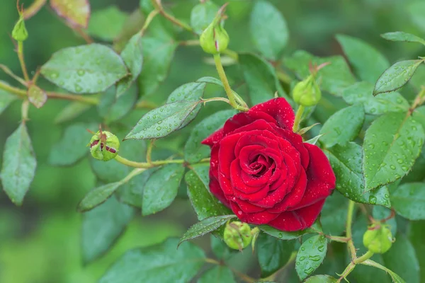 Red rose as a natural — Stock Photo, Image