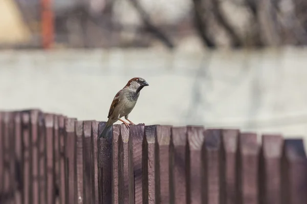 Σπίτι sparrow σκαρφαλωμένο — Φωτογραφία Αρχείου
