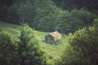 Güneş ışığı tarafından alacakaranlık parlayan Woods görkemli manzara. Dramatik ve pitoresk sabah sahne.