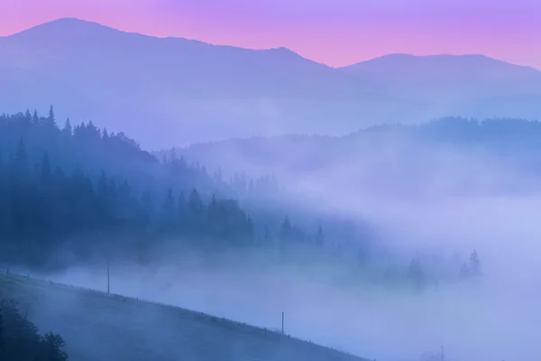 Nevoeiro sobre floresta de pinheiros — Fotografia de Stock
