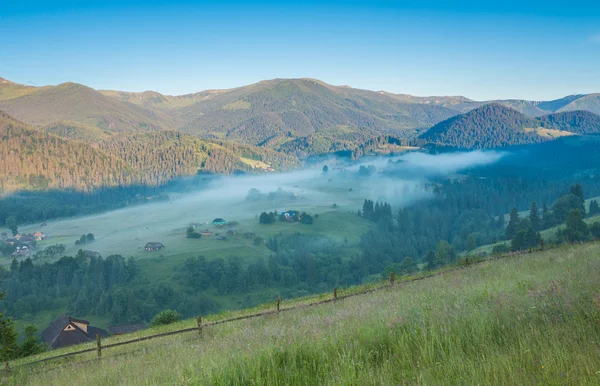 Abetos en el prado entre laderas con bosque de coníferas en niebla —  Fotos de Stock