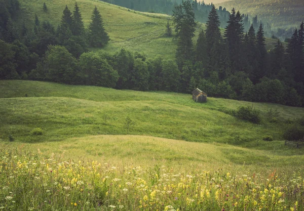 Pajiște verde în munți și vaci — Fotografie, imagine de stoc