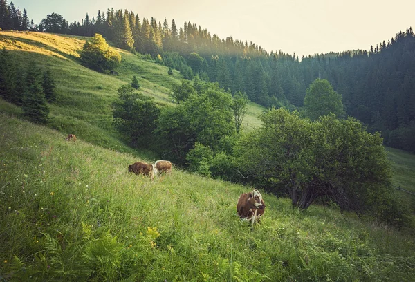 Zöld rét, hegyek és a tehenek — Stock Fotó