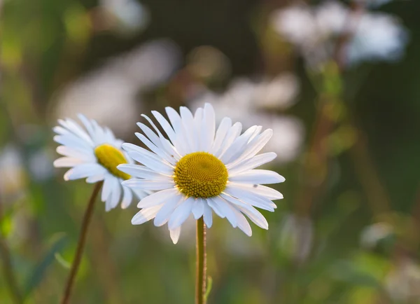 Vild kamomillblommor på ett fält i solig dag. — Stockfoto