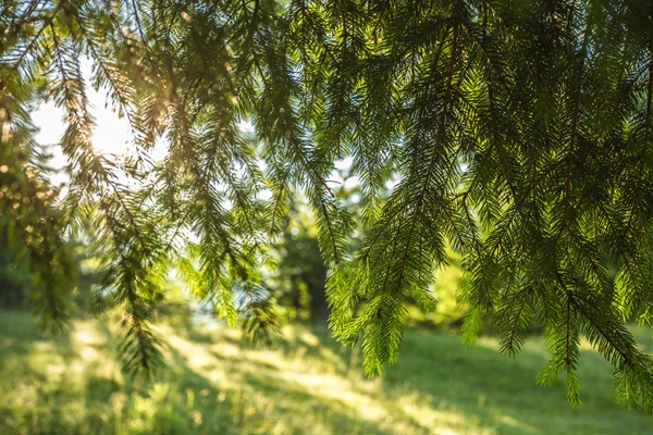 山の背景に日当たりの良い森林の新鮮な緑の松の枝 — ストック写真