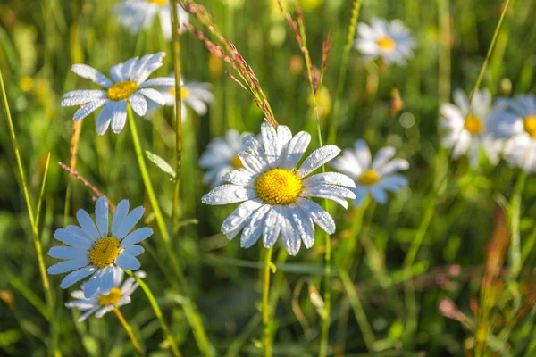 Wilde Kamillenblüten auf einem Feld an sonnigen Tagen. — Stockfoto