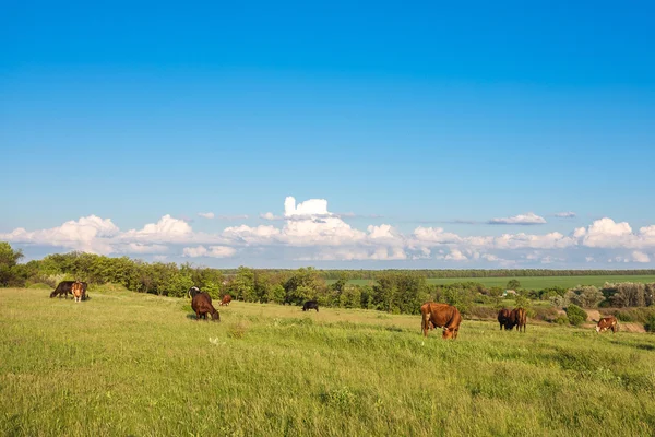 Günbatımı sırasında bir pastoral vadi otlatma hayvancılık — Stok fotoğraf