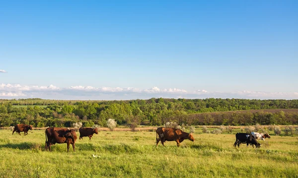 Günbatımı sırasında bir pastoral vadi otlatma hayvancılık — Stok fotoğraf