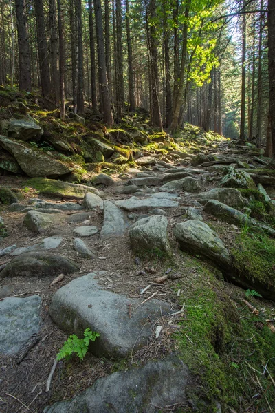 Μονοπάτια πεζοπορίας μέσα από το γίγαντα redwoods — Φωτογραφία Αρχείου