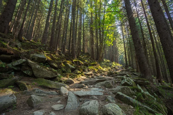 Waldweg an der Grenze zwischen Nadelbäumen. — Stockfoto