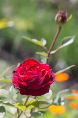 Doğal olarak kırmızı gül