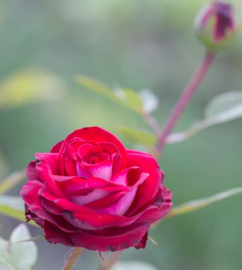 Doğal olarak kırmızı gül