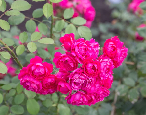 Rosa vermelha como um natural — Fotografia de Stock