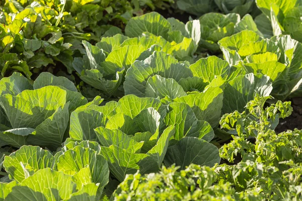 Landscape view of a freshly growing cabbage — Stock Photo, Image