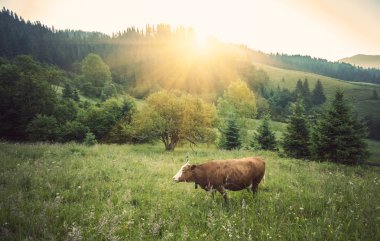 yeşil çayır inek. doğa kompozisyon.