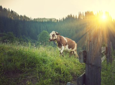 yeşil çayır inek. doğa kompozisyon.